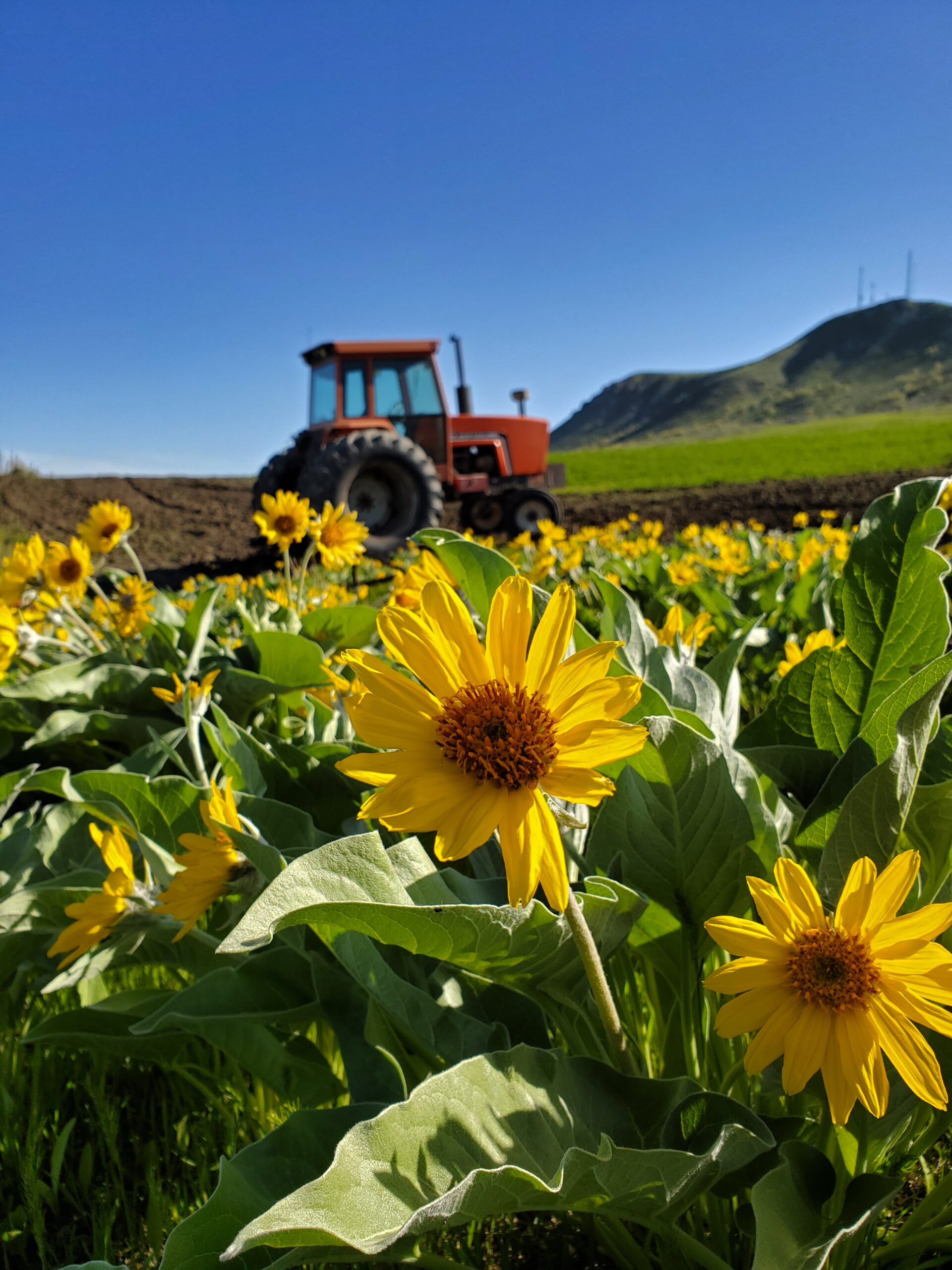 Yellow flowers with an Allis Chalmers 6080 tractor