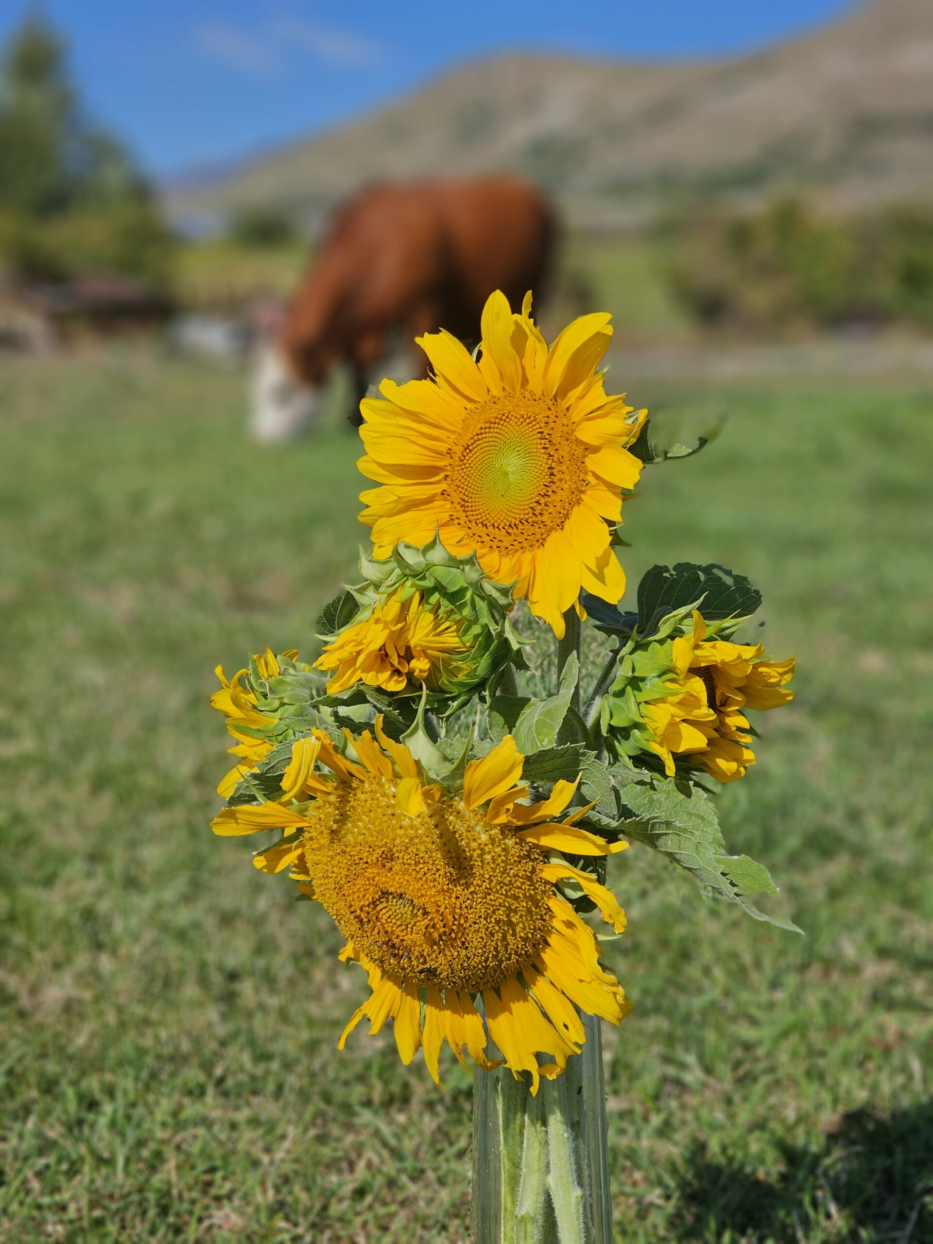 Sunflowers in a glass vase with a Hereford cow in the background