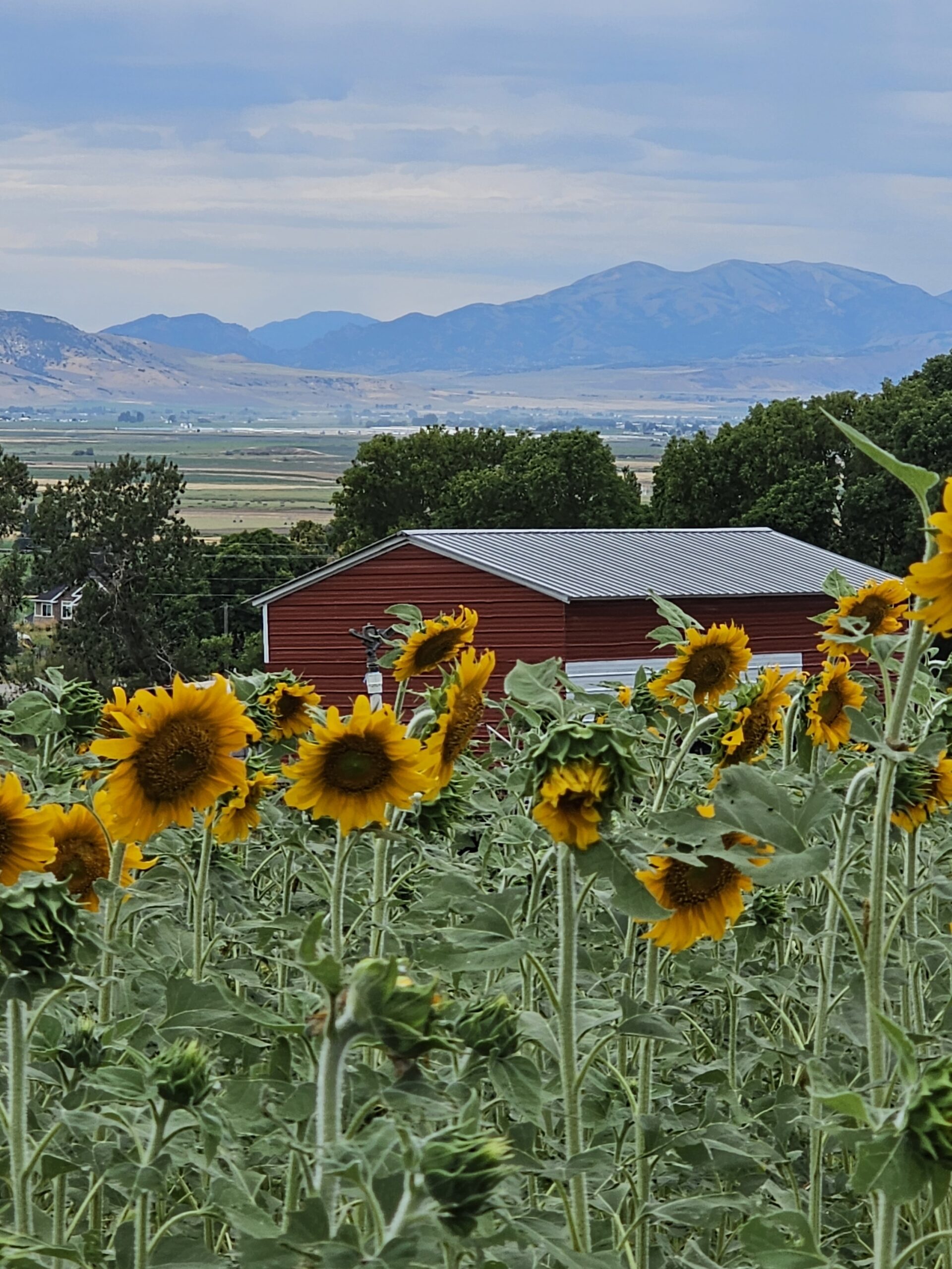 Sunflowers with a red shed in the background