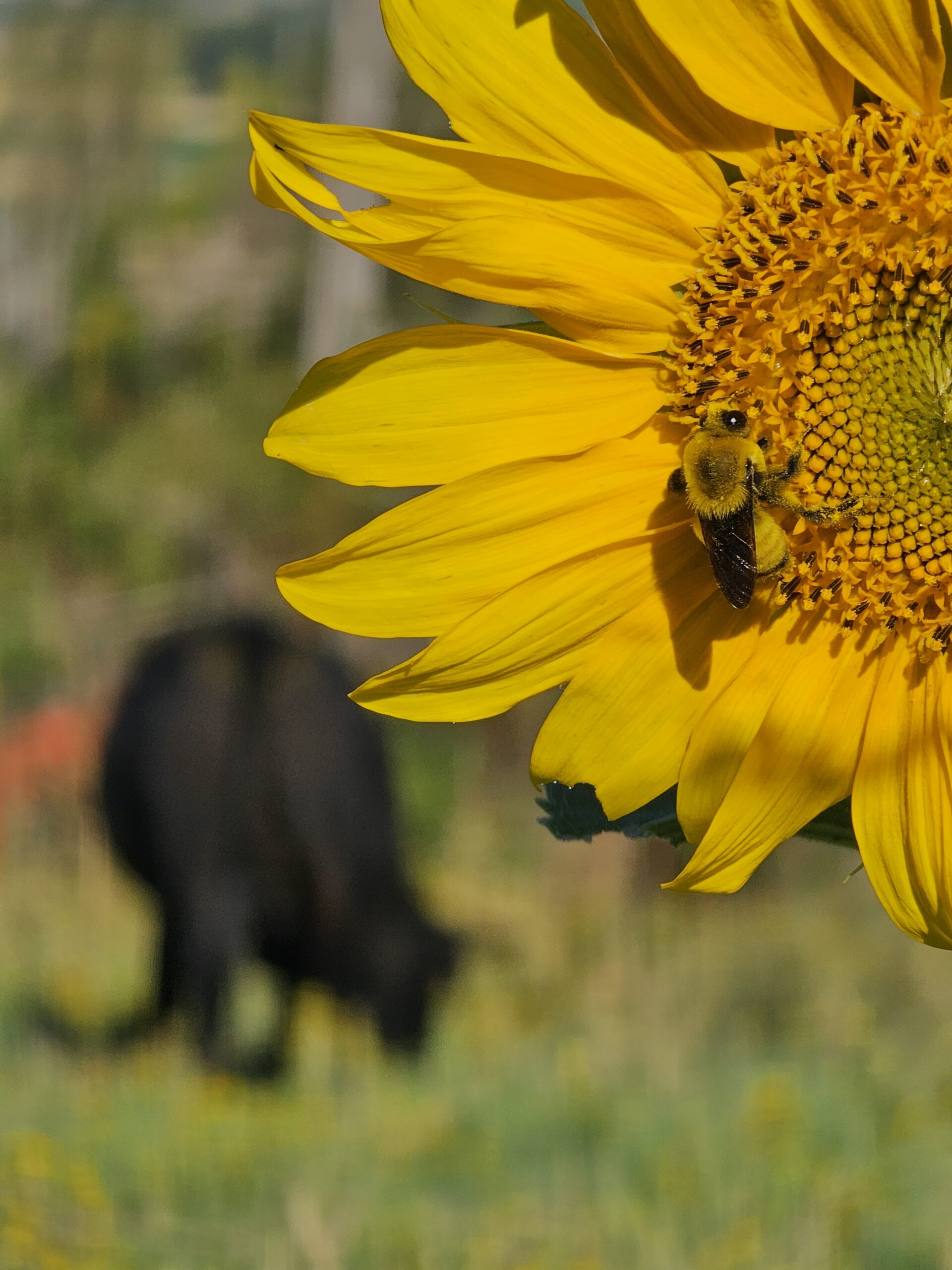 Bumblebee on a sunflower with a black angus cow in the background