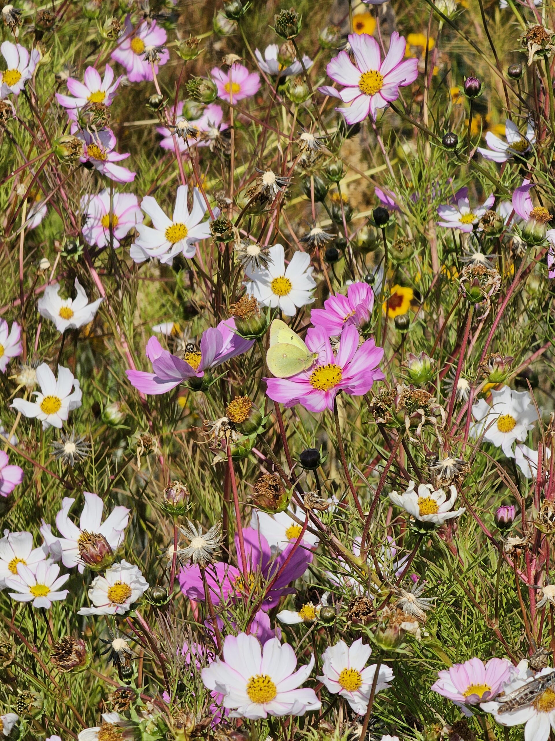 Wild flowers with Cosmos