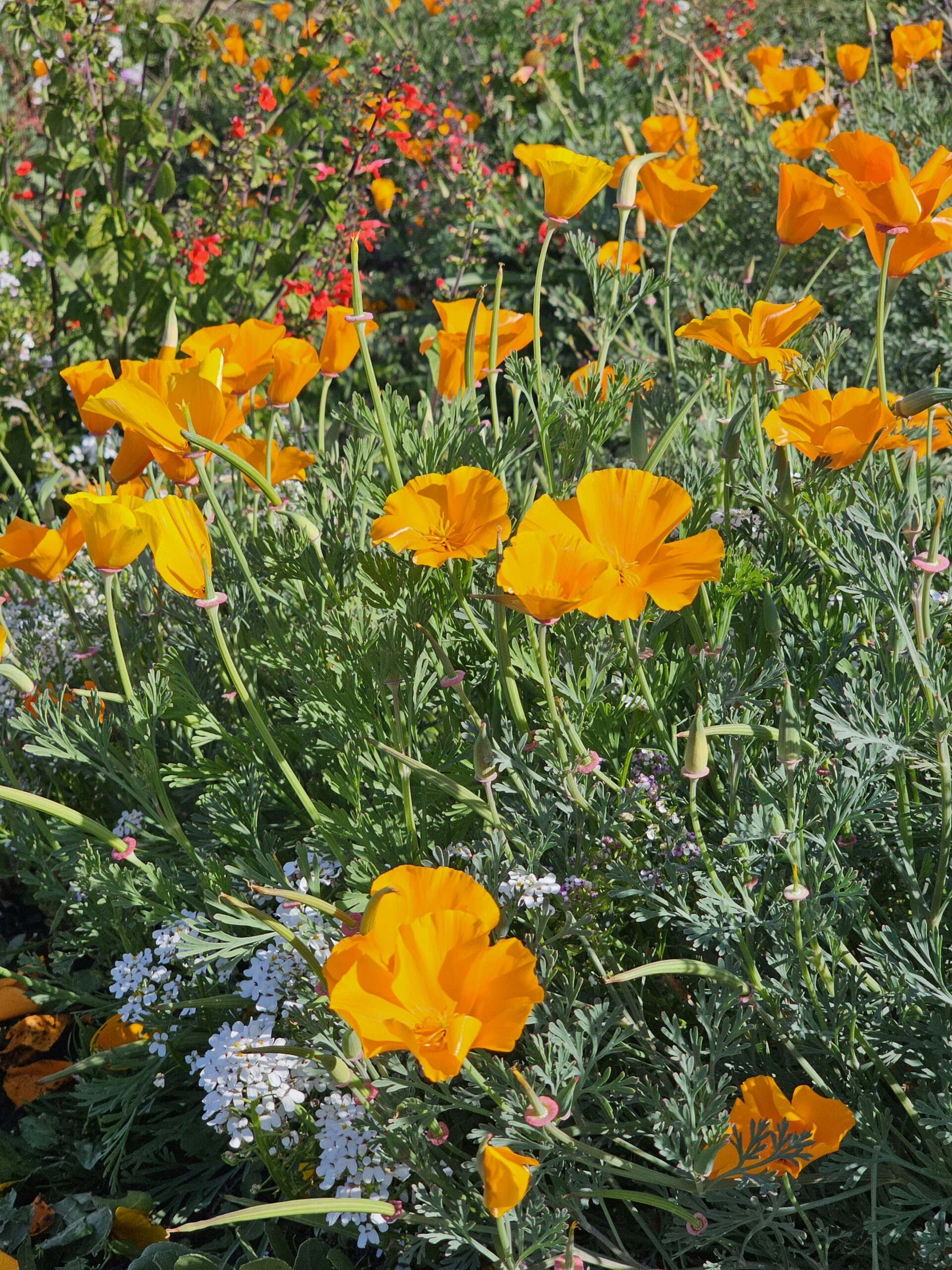 Orange poppies