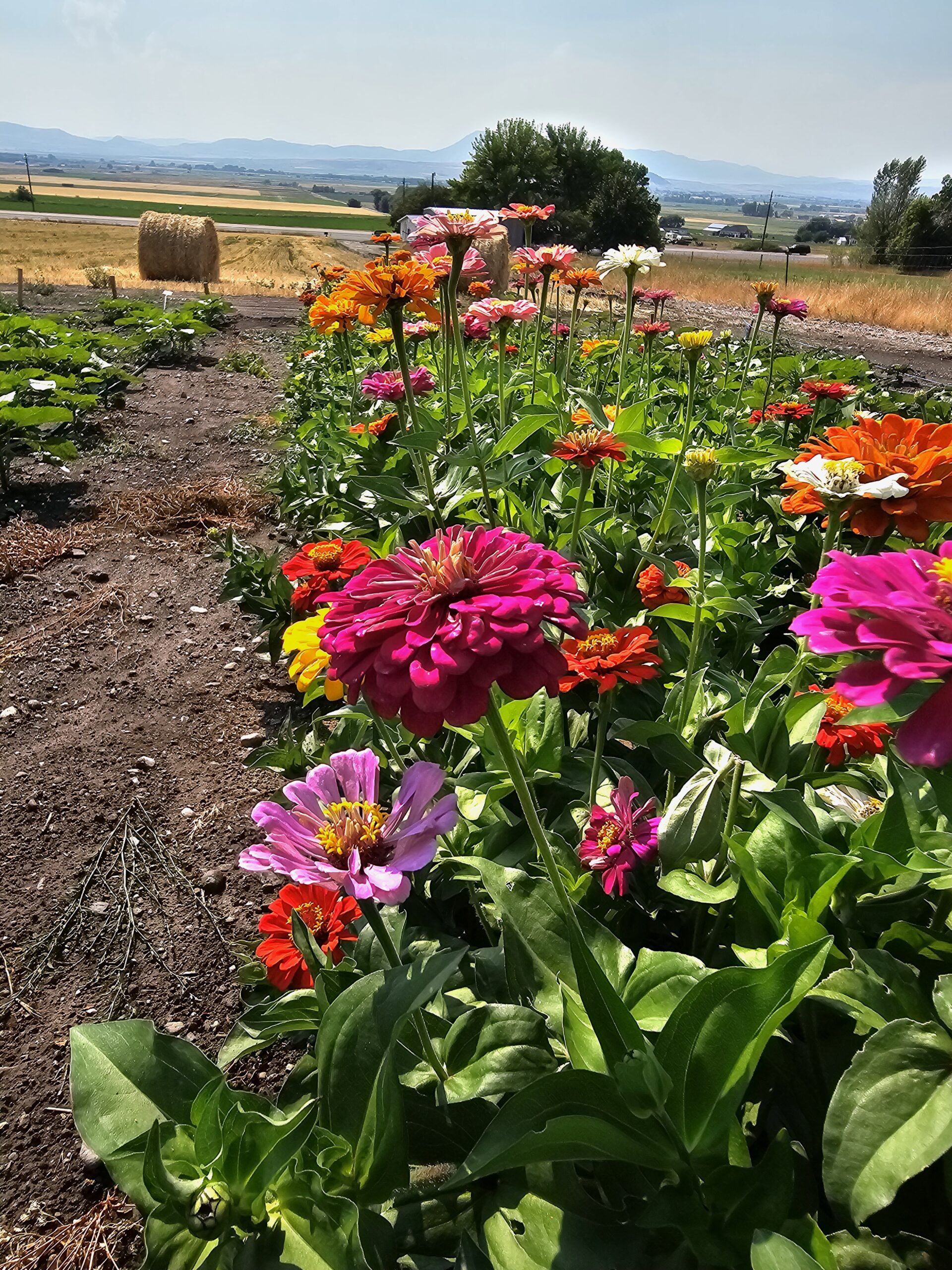 Zinnia flower row