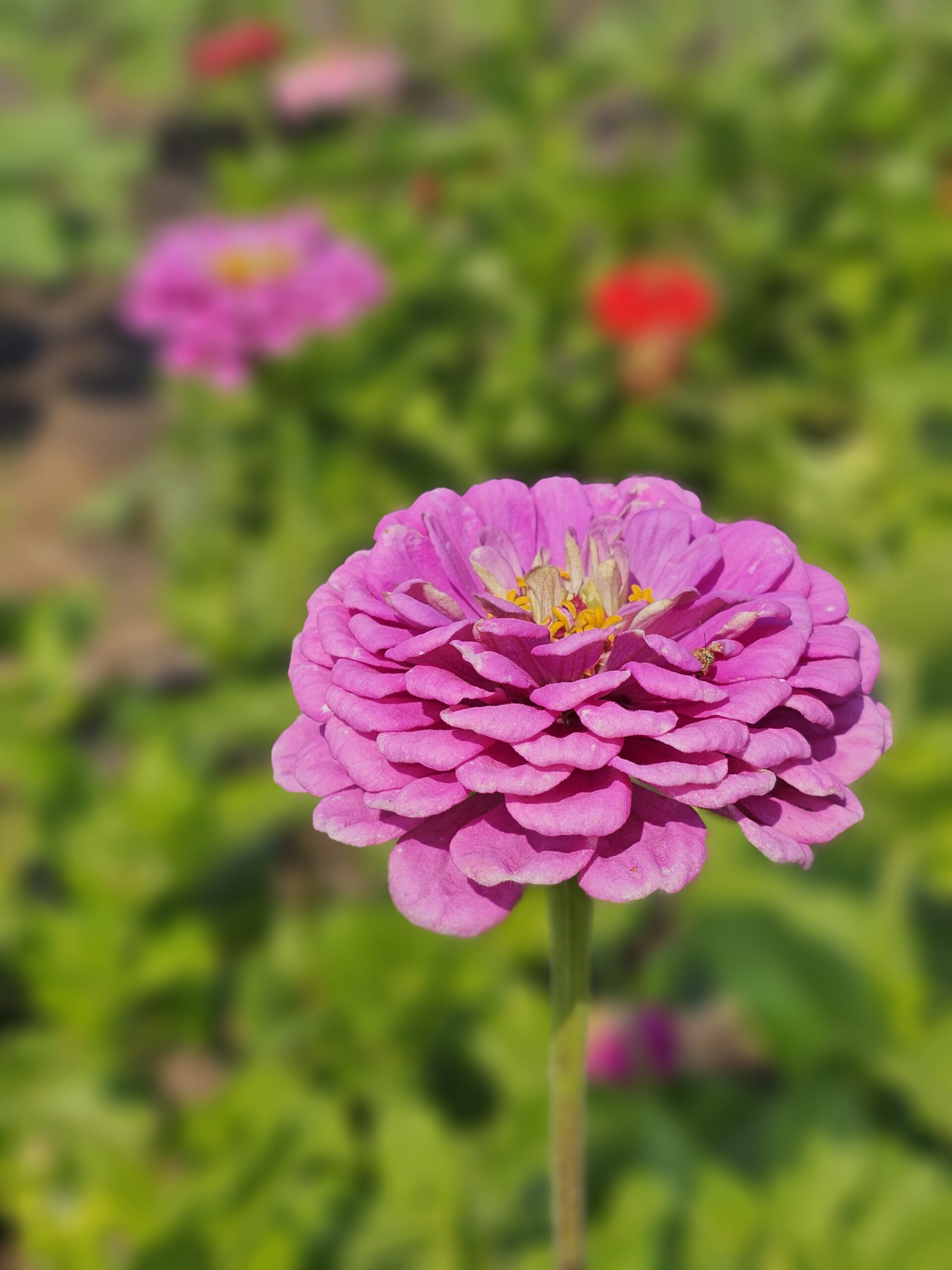 Pink Zinnia Flower